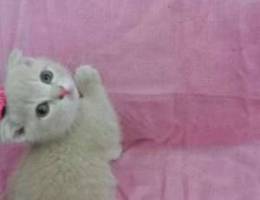 Creamy Scottish fold healthy and potty tra...