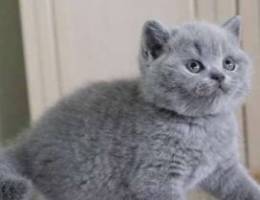 british blue kitten