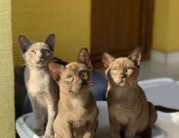 European Burmese kennel offers kittens