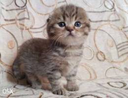 Scottish fold golden chocolate