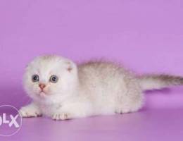 Scottish fold choco silver