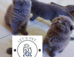 Scottish fold and british cats