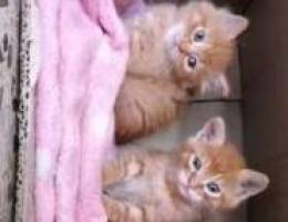 2 kitten for adoption