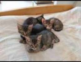 Kittens for adoption