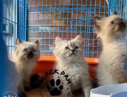 Himalayan kittens