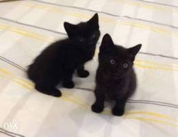 Black kittens for adoption in Dora