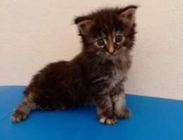 Mainecoon kittens