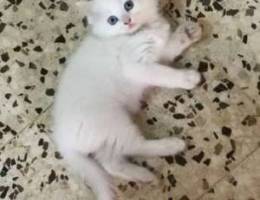 pure sherazi male 2 months milion w 100 al...