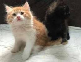 Chirazi cats for sale