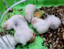 riborovski dwarf hamster each 1 40.000LL 2...