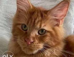 Maine Coon - Super handsome! Cat Bel Gatto...