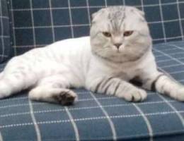 Scottish fold tiger silver tiger ready for...