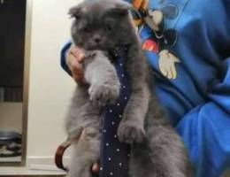 Scottish fold male