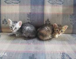 3 kittens - brown, grey and blonde