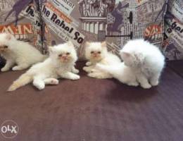 Cats for sale