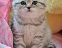 Scottish Fold Silver