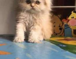 Persian kitten