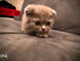 Scottish fold