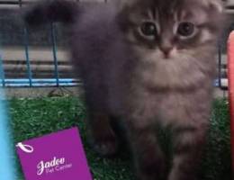 Scotch fold kittin 2 month