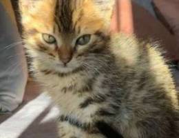 kitten for adoption Ù„Ù„ØªØ¨Ù†ÙŠ