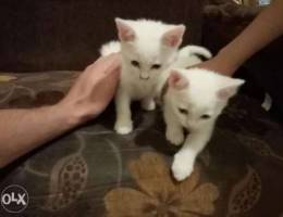 kittens for sale