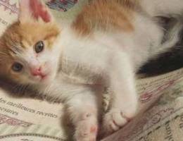 Male Kittens for adoption