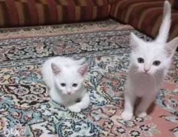 2 male kittens