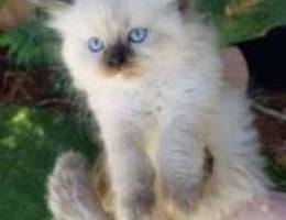 hamalayan,persian kittens availalbe