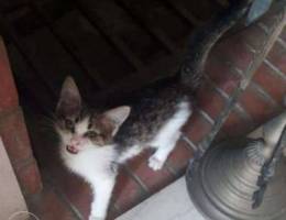 Gorgeous 2 month old kitten for adoption l...