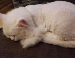 Pure persian for sale anti fleas and worms...