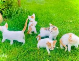 5 cats for sale for 600000L.L