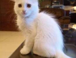 Turkish angora kitten