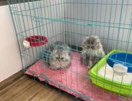 male and female persian male age 2 years f...