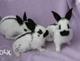 Papillon rabbit for sale pure 100%