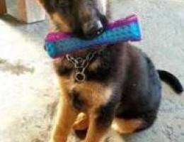 German sheperd- berger allemand