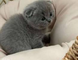 scottish fold pure breed