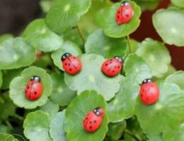 10 pieces set red wood coccinelle home and...