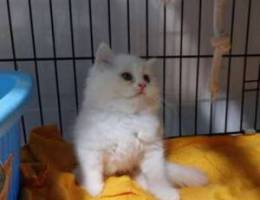 Super hight quality persian kitten