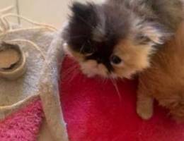 Pure persian kittens for sale