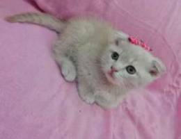 Gold Scottish and British pure kittens 2 m...