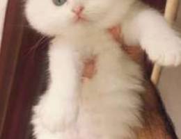 3 cats for sale persian