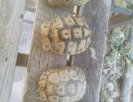 Turtles Ø³Ù„Ø§Ø­Ù Ø³Ù„Ø­ÙØ§Ø©