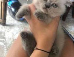 Scottish Fold Kitten