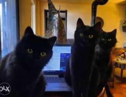 Black Shiraz kittens for sale