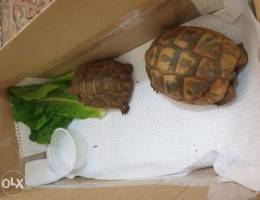 tortoise / tortue