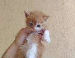 Small kitten male for adoption