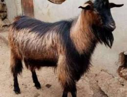 Alpine Goat $250