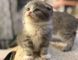 scottish fold for sale