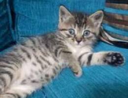 Angora turkey kitten