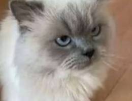 himalayan cat